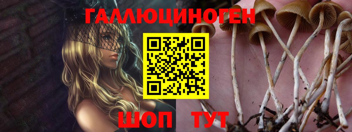 Псилоцибиновые грибы Psilocybe Сыктывкар